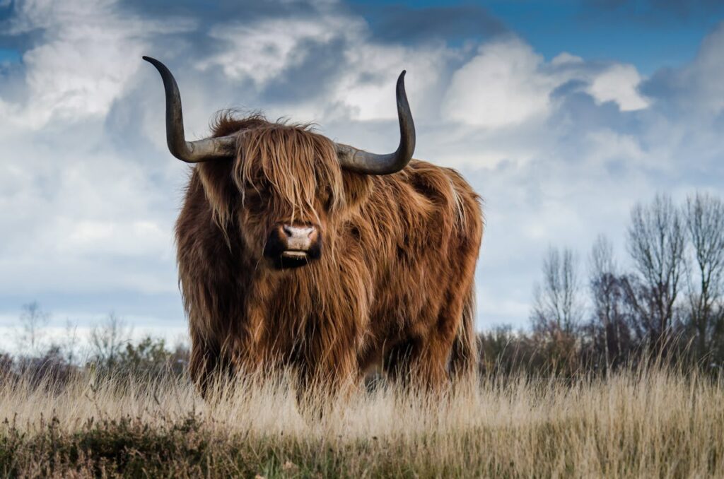 A Highland cow with large horns stands in a rural field under a dramatic sky.